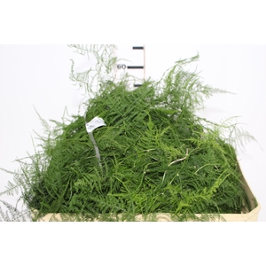 FOLHAGEM ASPARGO PLUMOSO
