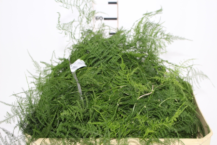 <h4>FOLHAGEM ASPARGO PLUMOSO</h4>