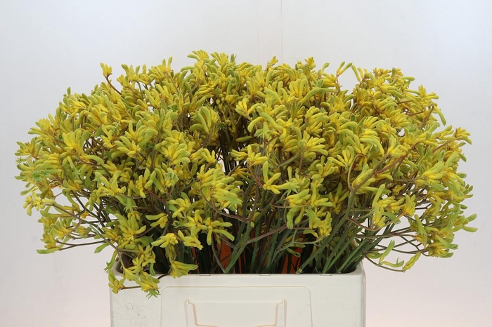 <h4>Anigozanthos Bush Down</h4>