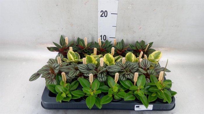 <h4>Peperomia   ...mix</h4>
