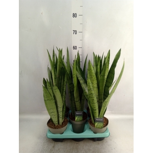 Sansevieria trifa.   ...