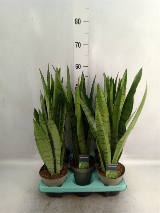 <h4>Sansevieria trifa.   ...</h4>