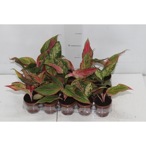 AGLAONEMA VARIADA P06