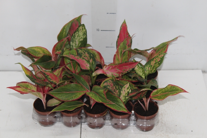 AGLAONEMA VARIADA P06