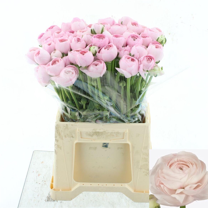 <h4>RAN SU HANOI</h4>