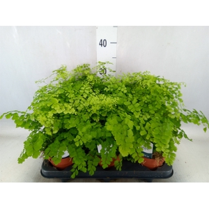 Adiantum raddi. 'Fragrans'