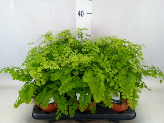 <h4>Adiantum raddi. 'Fragrans'</h4>