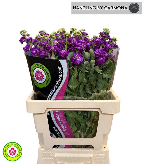 <h4>MATTH IRON PURPLE</h4>