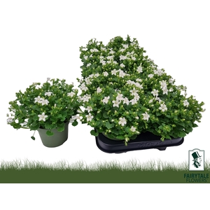 CAMP POR WHI GET MEE