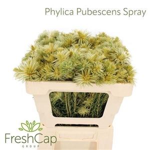 Phylica Pubescens Spray