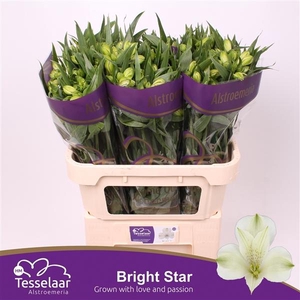 ALSTR BRIGHT STAR XL