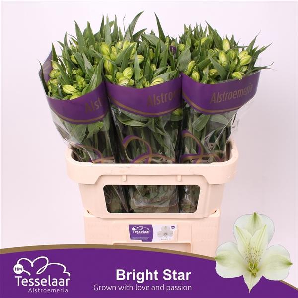 <h4>ALSTR BRIGHT STAR XL</h4>