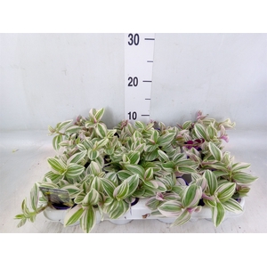 Tradescantia   ...