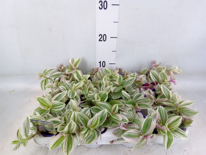 <h4>Tradescantia   ...</h4>