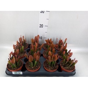 Rhipsalis   ...