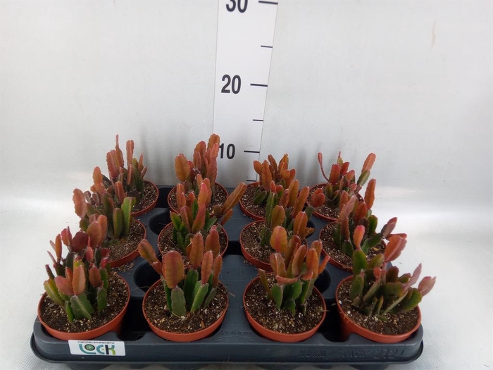 <h4>Rhipsalis   ...</h4>