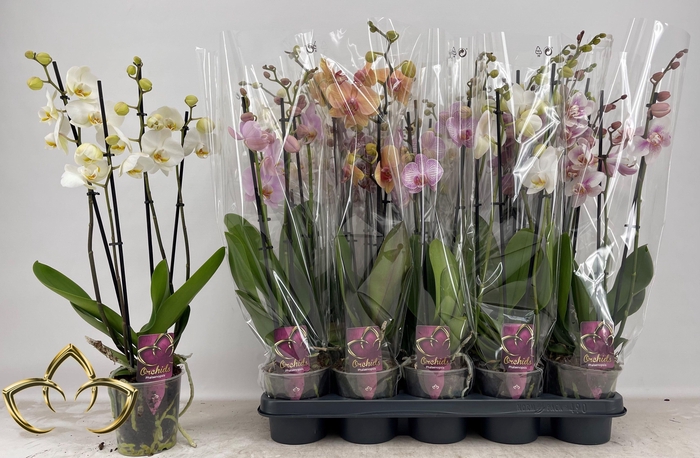 PHAL GEM