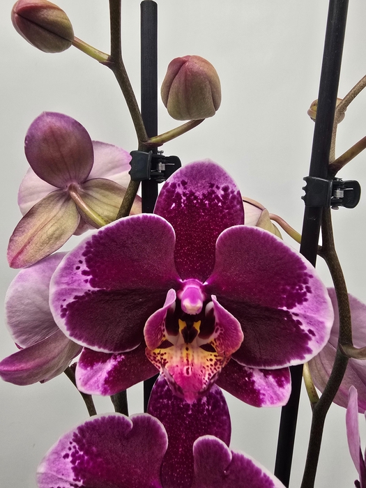 <h4>Limited 56 week 18</h4>