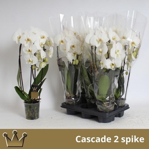 PHAL EL CASCADE