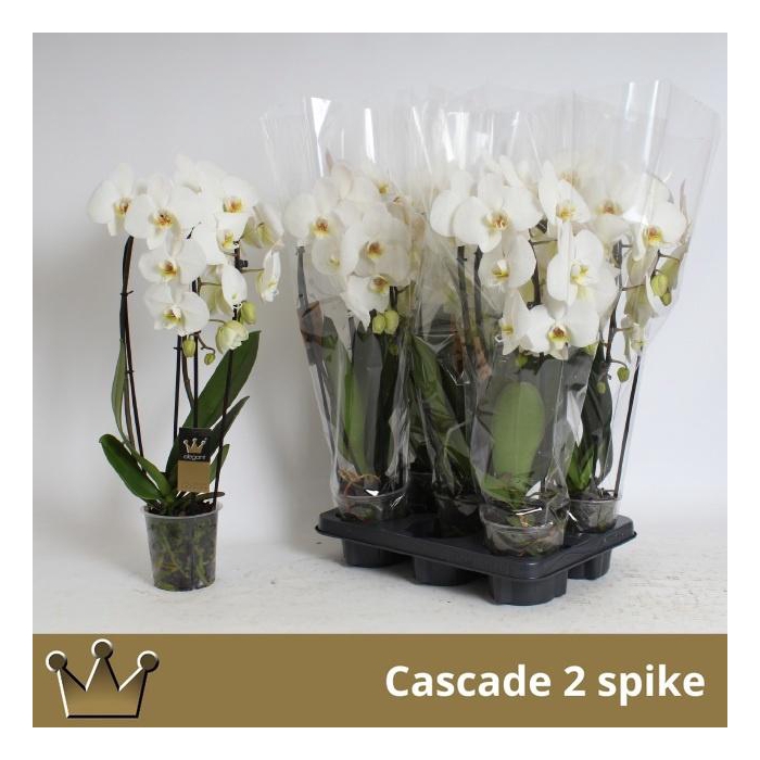 <h4>PHAL EL CASCADE</h4>