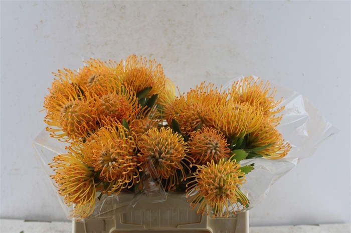 <h4>Leuco Co Soleil</h4>