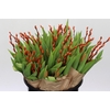 BQ Tulp Salix Orange