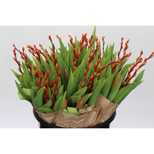 BQ Tulp Salix Orange