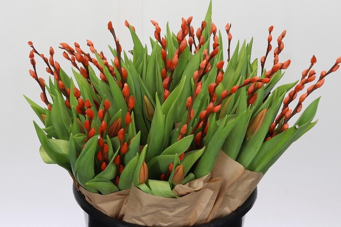 <h4>BQ Tulp Salix Orange</h4>