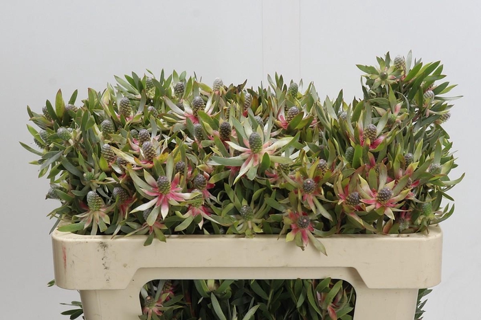 <h4>Leucadendron Ayoba Star Pearl</h4>