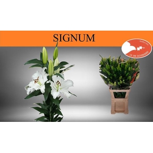 LI OR SIGNUM