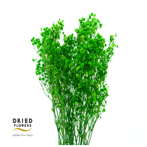 Dried Bleached Gypso Xlence Green