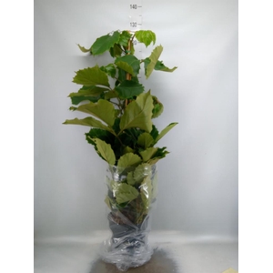 Tetrastigma voinierianum