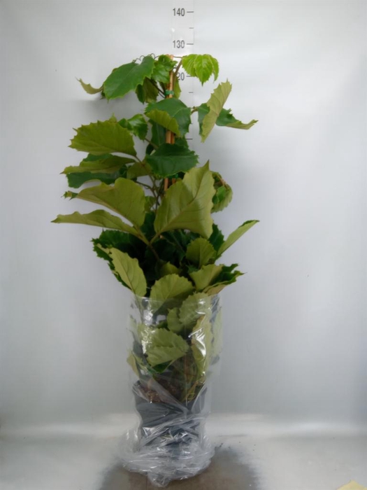 <h4>Tetrastigma voinierianum</h4>