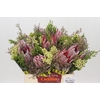 BQ Protea Cynaroides SFB