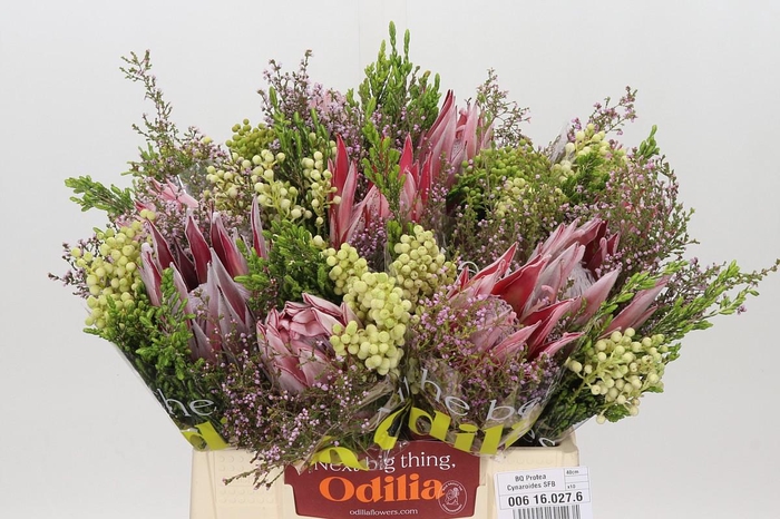 <h4>BQ Protea Cynaroides SFB</h4>