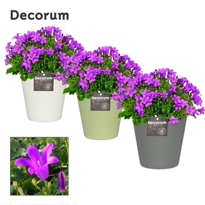 Campanula Porto LL in Ruby Decorum