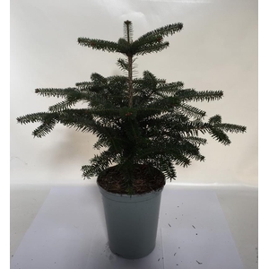 ABIES NORDMANNIANA P19