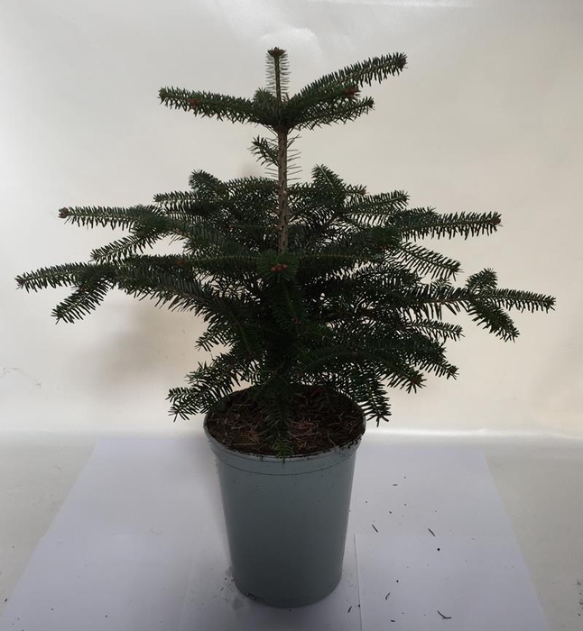 <h4>ABIES NORDMANNIANA P19</h4>