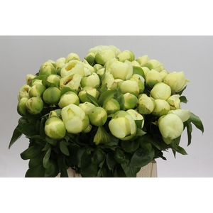 Paeonia Lemon Chiffon