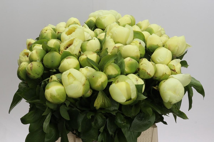 Paeonia Lemon Chiffon