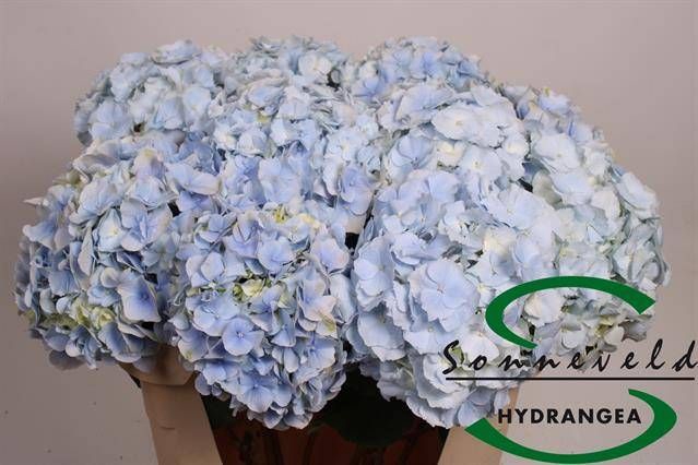 <h4>HYDR M CH VERENA BL</h4>