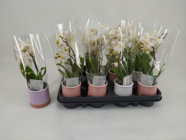 <h4>PHAL MINI</h4>