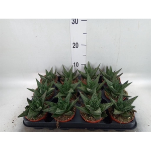 xGasterhaworthia  'Royal Highness'