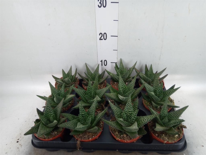 <h4>xGasterhaworthia  'Royal Highness'</h4>