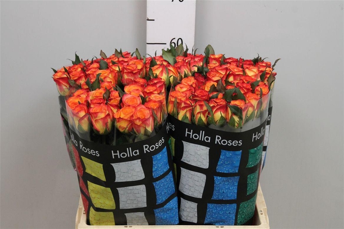 <h4>R Gr Outlaw!</h4>