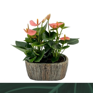 Anthurium Spirit steen ovaal