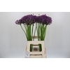 Allium Jackpot