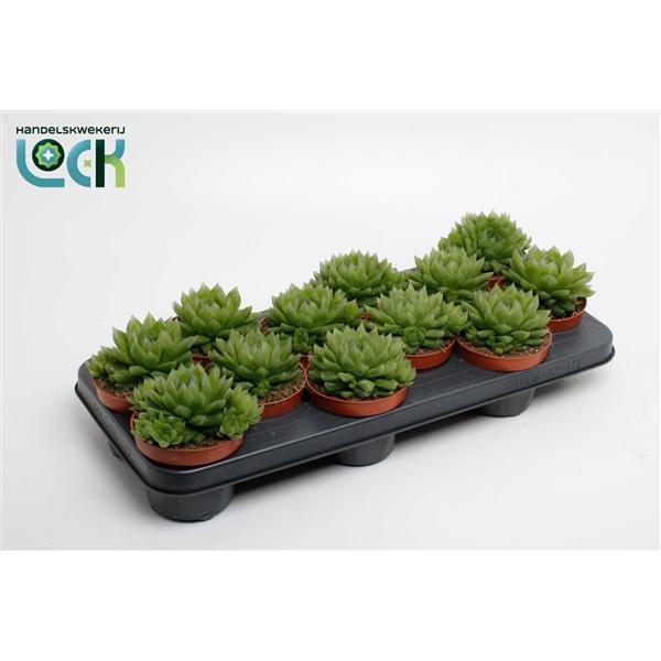 <h4>Haworthia cooperi</h4>