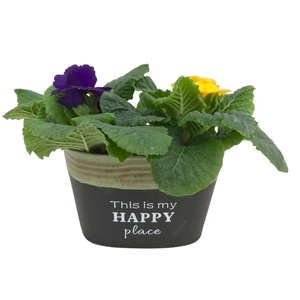 Primula Happy Zink ovaal gemengd 638