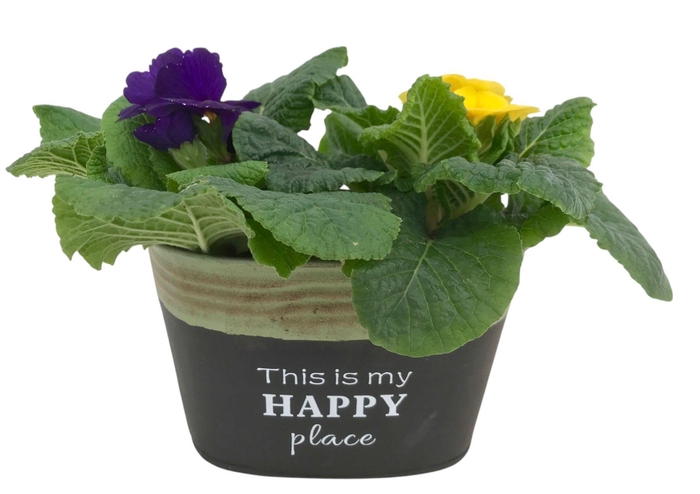 <h4>Primula Happy Zink ovaal gemengd 638</h4>